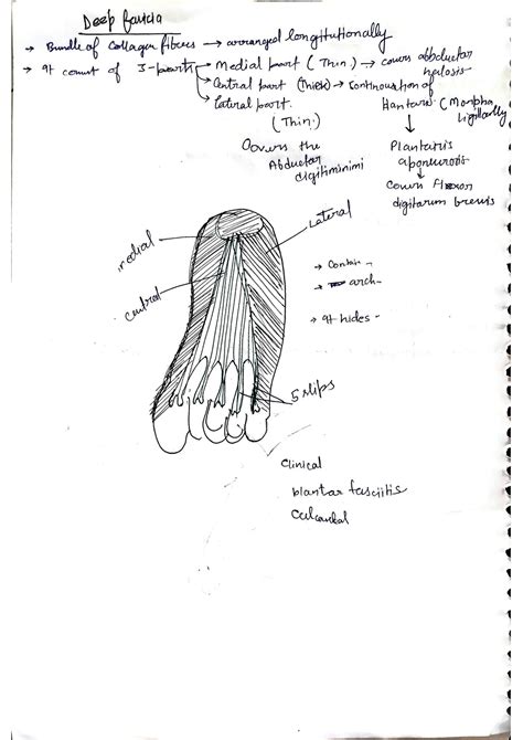 SOLUTION: Anatomy sole - Studypool