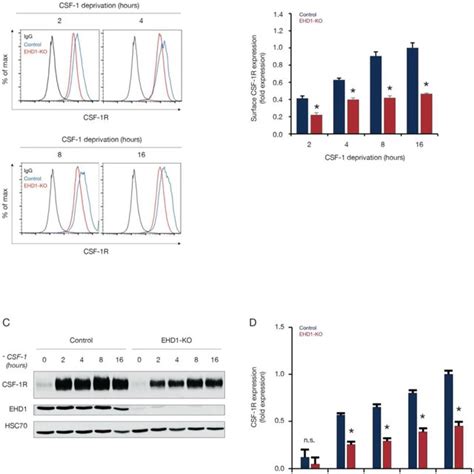 Surface Csf 1r Expression In Control And Ehd1 Ko Bmdms After Csf 1 Download Scientific Diagram