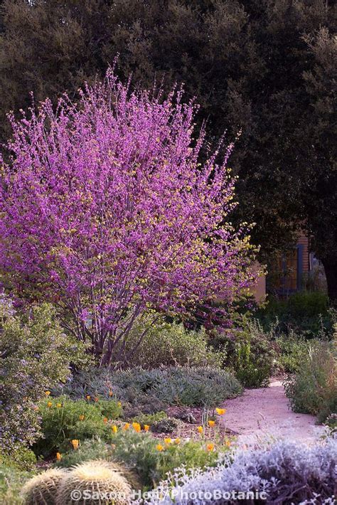 Flowering Western Redbud Tree Cercis Occidentalis In Southern