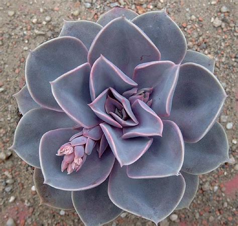 Echeveria Perle Von N