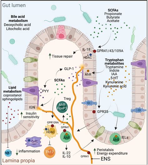 Gut Microbiota