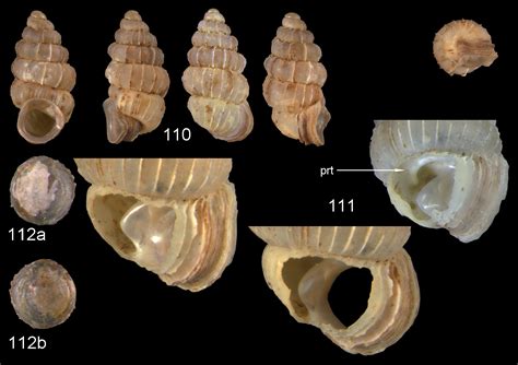 The Diplommatinidae Of Fiji A Hotspot Of Pacific Land Snail Biodiversity Caenogastropoda