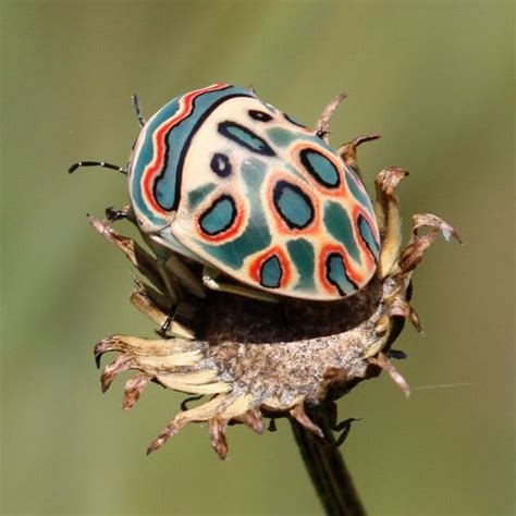 What Is The Coolest Insect In The World? - Ecolifely.com