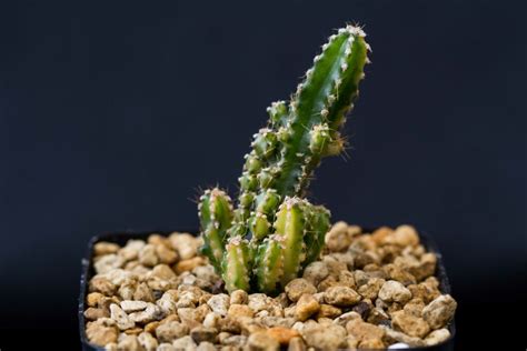 Fairy Castle Cactus Variegated Acanthocereus Tetragonus F Variegata