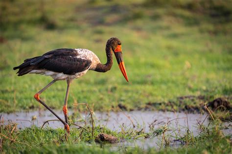 Botswana Birding Safari March 2023