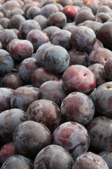 Purple Plums stock image. Image of dirty, market, nature - 15465889