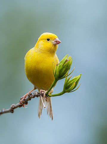 Canaries: Small songbirds in the Finch Family | Canary birds, Pet birds ...