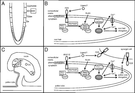 Feronia As An Upstream Receptor Kinase For Polar Cell Growth In Plants