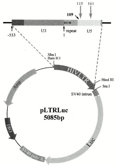 Plasmid pLTRLuc, expressing the reporter gene luciferase under control ... 
