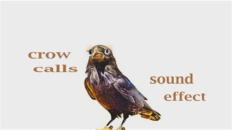 How To Make A Crow Call Sound Effect Animation Crow Call Animal