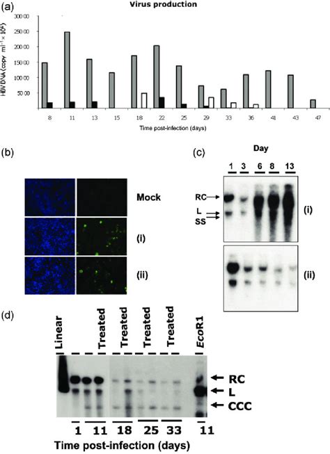 Inhibition Of Hbv Replication In Heparg Cells By Lamivudine A Cells