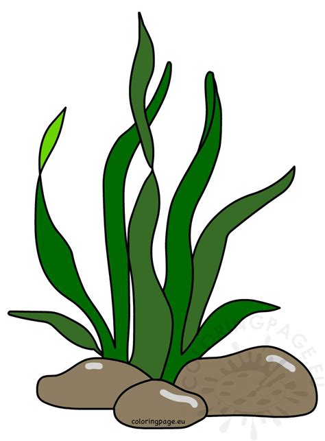 Algae Clipart at GetDrawings | Free download