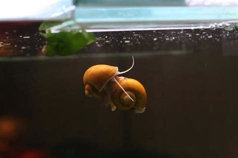 Mystery Snail Pflege Lebensdauer Zucht Nahrung Und Mehr Tea Band