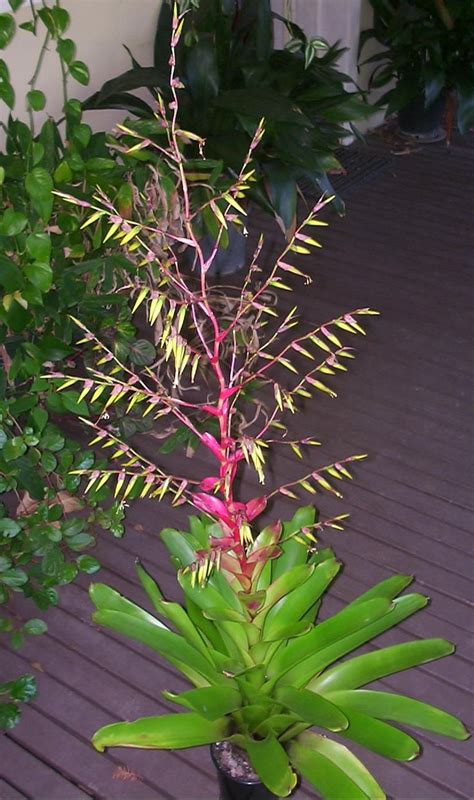 Vriesea Philippo Coburgii Bromeliads Bog Plants Plants