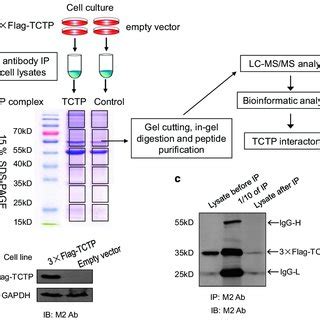 Proteomic Identification Of Tctp Interactome By Immunoprecipitation