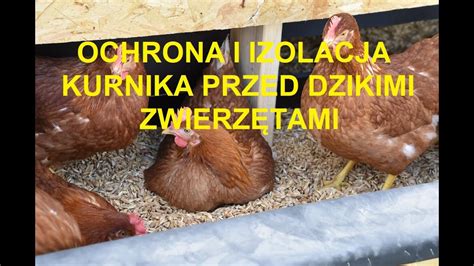 Odcinek 1039 METODY NA LISA I SPOSOBY OCHRONY HODOWLI DROBIU NA CO