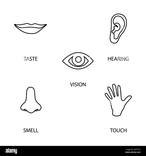 Sense Hearing Five Senses Black And White Stock Photos And Images Alamy