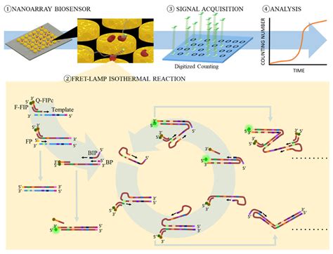 Biosensors Free Full Text Rapid Detection Of Virus Nucleic Acid Via