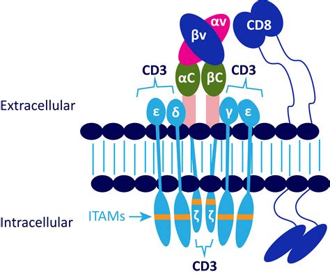 T Cell Receptor Complex