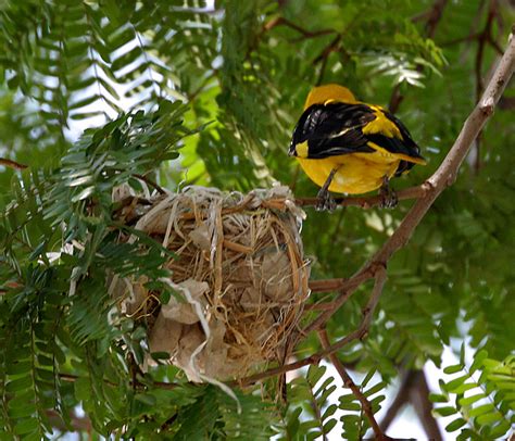 Eurasian Golden Oriole (Oriolus oriolus) Nest ©WikiC | Birds of the ...