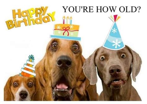 21 Ideas for Funny Dog Birthday Wishes - Home, Family, Style and Art Ideas