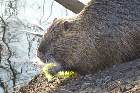 Die Nutria – 7 faszinierende Fakten über Nutrias