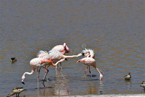 Flamingos in Atacama Desert Chile South America Stock Photo - Image of ...