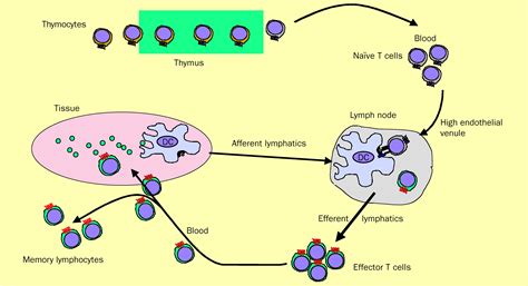 Homing Of Mucosal Lymphocytes To The Liver In The Pathogenesis Of