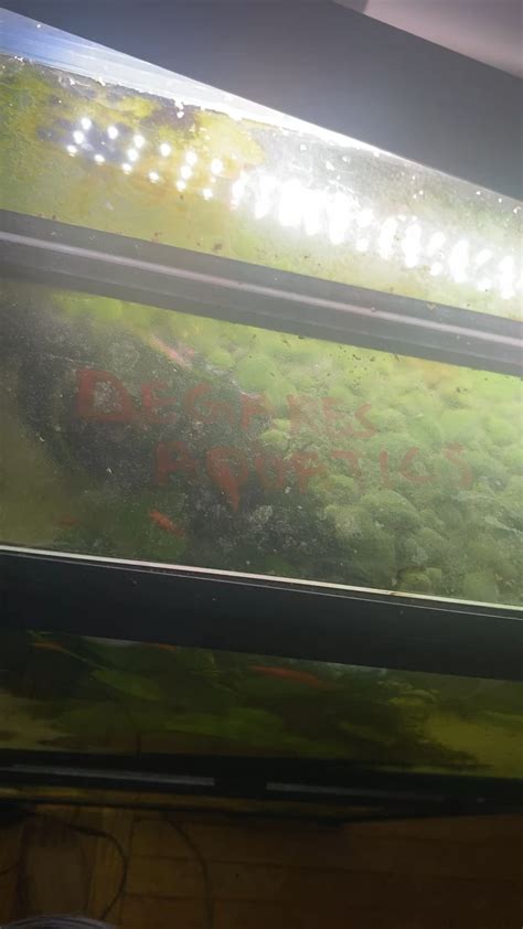 Algae on top of Aquarium : r/algae