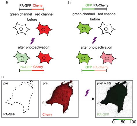 How To Quantify The Fraction Of Photoactivated Fluorescent Proteins In