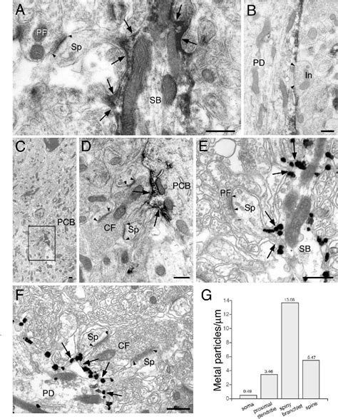 Figure 4 From Localization Of Diacylglycerol Lipase Alpha Around