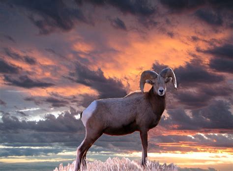 Big Horn Sheep In Painted Sky Big Horn Sheep Wild Creatures Sheep