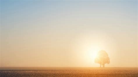 Silhouette of Tree During Sunset · Free Stock Photo