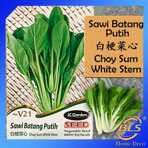 V Choy Sum Whtie Stem Jc Garden Vegetable Seed Biji Benih Sawi Batang