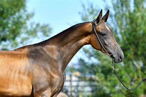 Саркыт - Конный завод Dacor