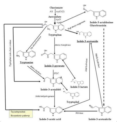 Overview Of The Different Pathways Of Iaa Biosynthesis In Bacteria The Download Scientific