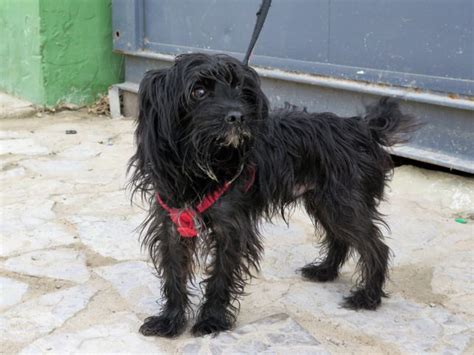 Yaco Perro Adopci N Cruce Perro De Agua Espa Ol Perrera De Los Barrios