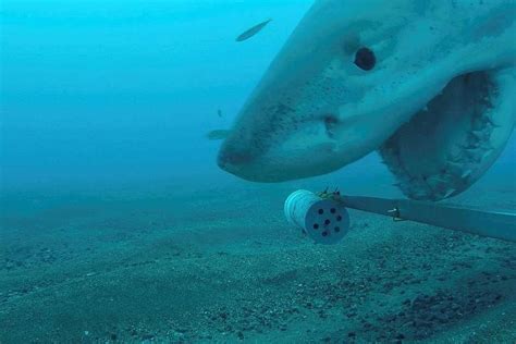 At least 8,000 great white sharks off Australia coast: Researchers ...