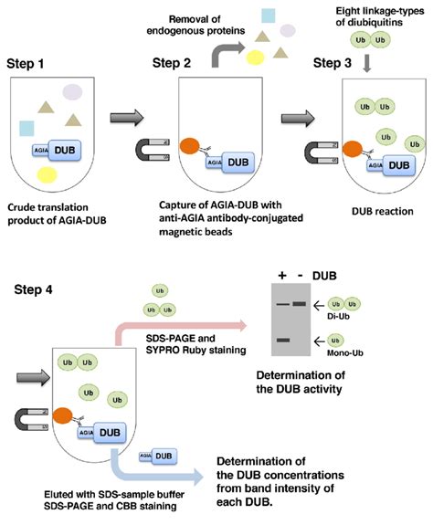 Overview of the in vitro DUB assay using eight linkage types of ...