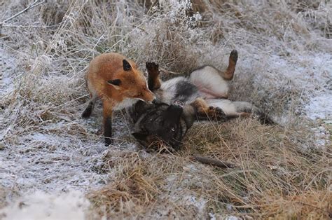 Dog and wild fox are best friends (10 pics + video) | Amazing Creatures