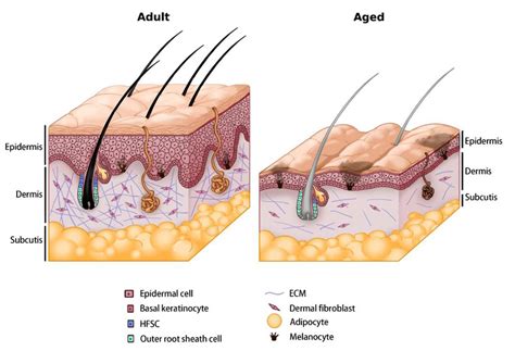 biohacking   skin factors  influence skin health  aging