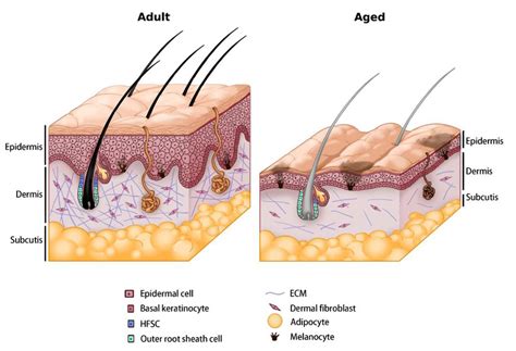 Biohacking For Better Skin Factors That Influence Skin Health And Aging