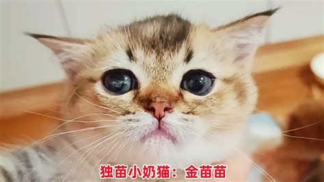 猫妈和帅猫越处越有夫妻相，夸完独苗奶猫包子脸，它玩得可兴奋了 Youtube