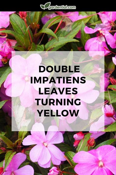 Double Impatiens Leaves Turning Yellow Gardential