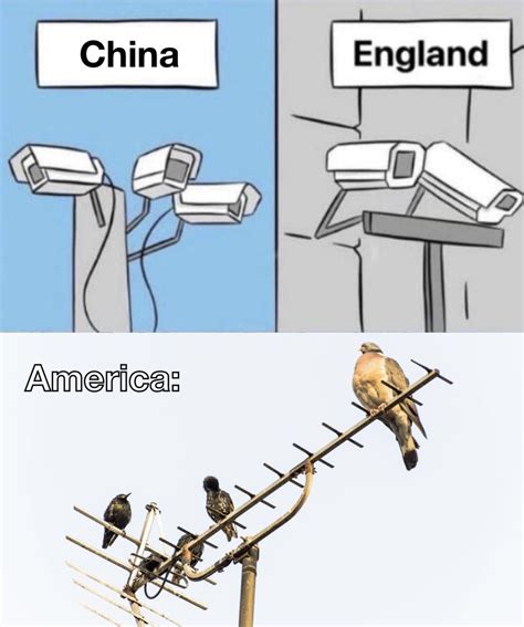 Birds aren't real : r/memes