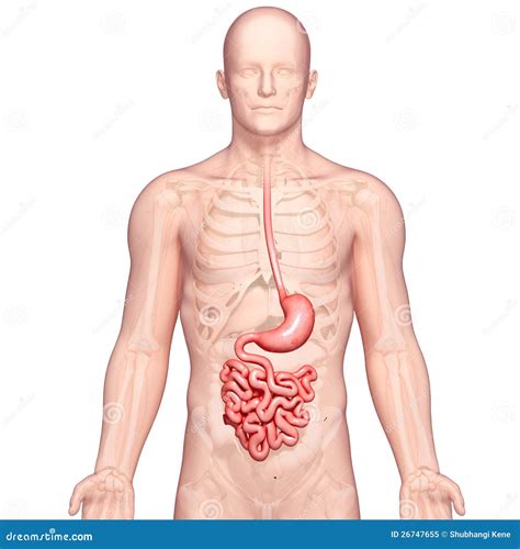 Anatomy Of Human Stomach Stock Illustration Illustration Of