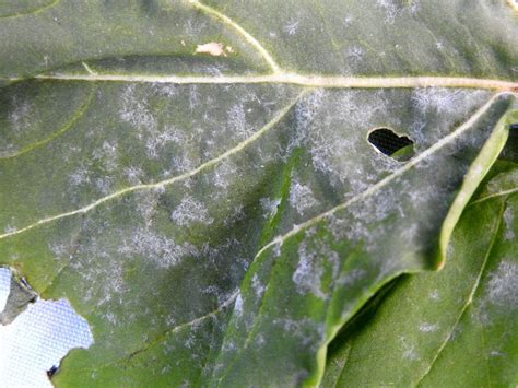 New Photo Gallery Powdery Mildew Of Arugula Vegetable Pathology