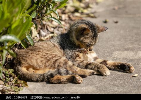 在清洁舔毛的黑鼻子狸花猫高清图片下载红动中国