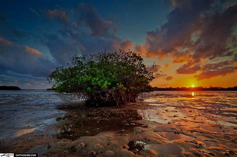 Sunset Behind the Mangrove, sand, mangrove, river, sunset, trees ...