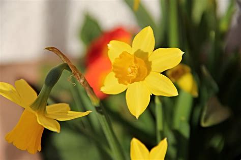 Daffodils Yellow Easter Bells Free Photo On Pixabay Pixabay